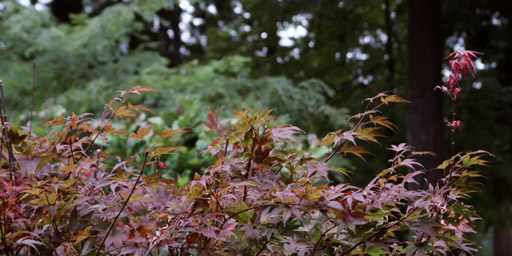 Red-Leaves with color correction